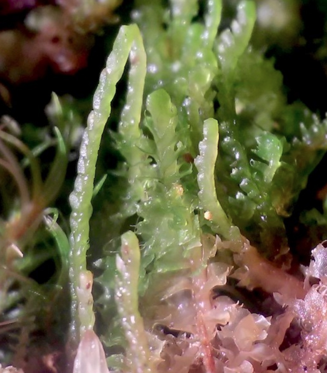 Neoorthocaulis attenuatus